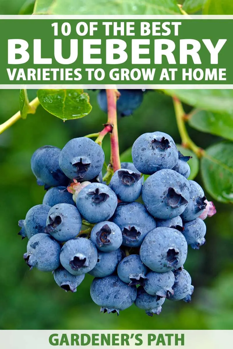 Blueberries in the Urals: reviews, best varieties