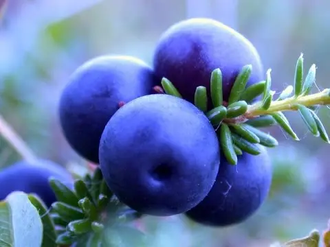 Blueberries pureed with sugar: the best recipes