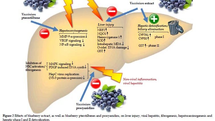 Blueberries slow down the development of cirrhosis of the liver