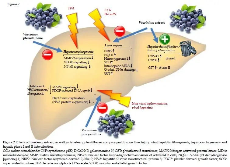 Blueberries slow down the development of cirrhosis of the liver