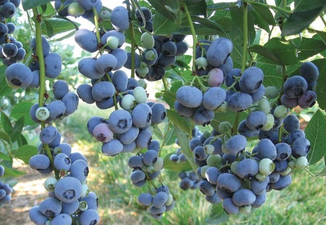 Blueberries: the best varieties for the Moscow region, early, fruitful, sweet, tasty, undersized, self-fertile