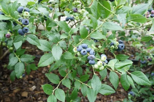 Blueberries: the best varieties for the Moscow region, early, fruitful, sweet, tasty, undersized, self-fertile