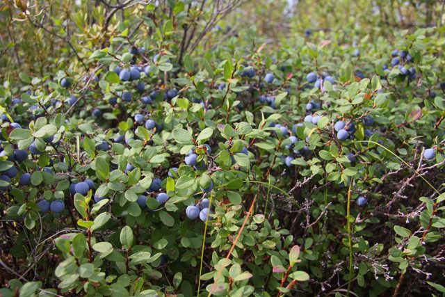 Blueberries: the best varieties for the Moscow region, early, fruitful, sweet, tasty, undersized, self-fertile