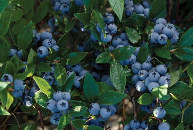 Blueberries: the best varieties for the Moscow region, early, fruitful, sweet, tasty, undersized, self-fertile