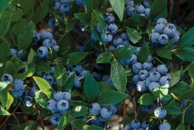 Blueberries: the best varieties for the Moscow region, early, fruitful, sweet, tasty, undersized, self-fertile