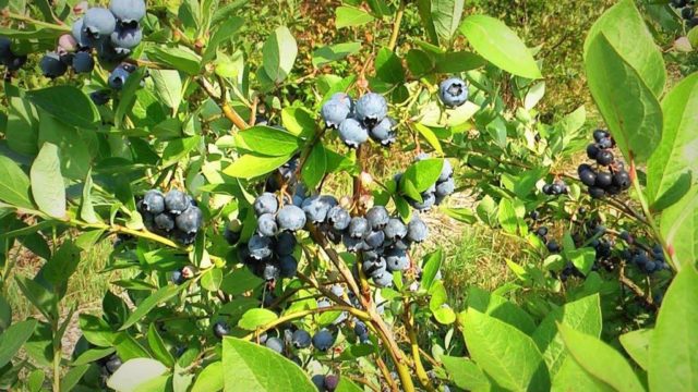 Blueberries: the best varieties for the Moscow region, early, fruitful, sweet, tasty, undersized, self-fertile