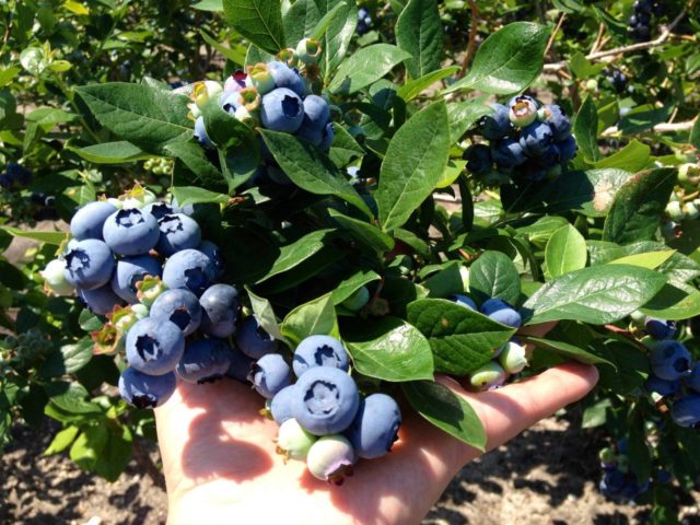 Blueberries: the best varieties for the Moscow region, early, fruitful, sweet, tasty, undersized, self-fertile