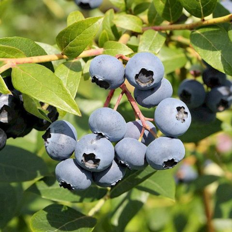 Blueberries: the best varieties for the Moscow region, early, fruitful, sweet, tasty, undersized, self-fertile