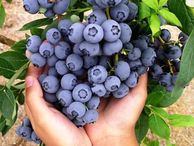 Blueberries: the best varieties for the Moscow region, early, fruitful, sweet, tasty, undersized, self-fertile