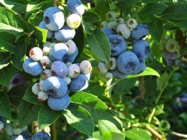 Blueberries: the best varieties for the Moscow region, early, fruitful, sweet, tasty, undersized, self-fertile