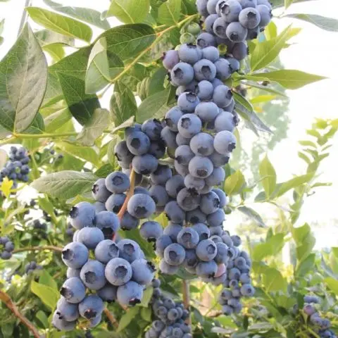 Blueberries: the best varieties for the Moscow region, early, fruitful, sweet, tasty, undersized, self-fertile