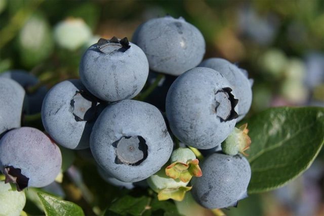 Blueberries: the best varieties for the Moscow region, early, fruitful, sweet, tasty, undersized, self-fertile