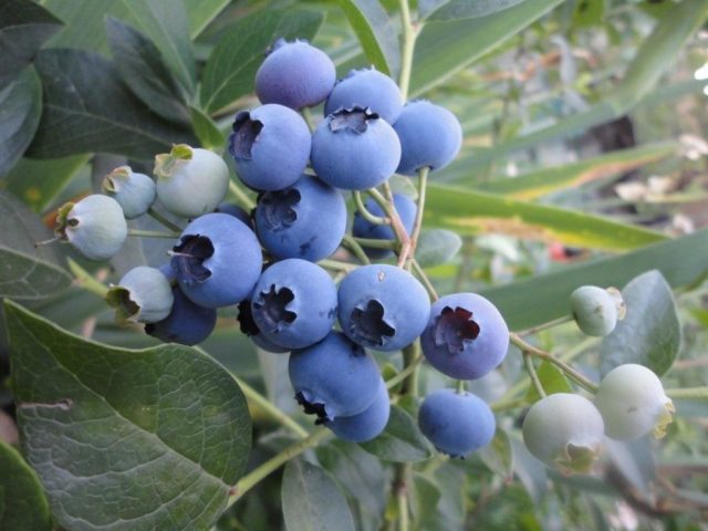 Blueberries: the best varieties for the Moscow region, early, fruitful, sweet, tasty, undersized, self-fertile