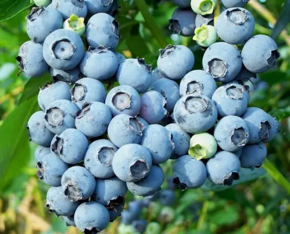 Blueberries: the best varieties for the Moscow region, early, fruitful, sweet, tasty, undersized, self-fertile