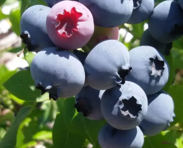 Blueberries: the best varieties for the Moscow region, early, fruitful, sweet, tasty, undersized, self-fertile