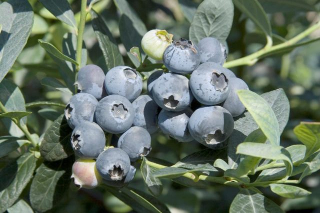 Blueberries: the best varieties for the Moscow region, early, fruitful, sweet, tasty, undersized, self-fertile