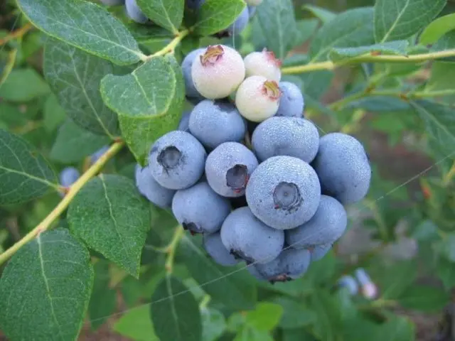 Blueberries: the best varieties for the Moscow region, early, fruitful, sweet, tasty, undersized, self-fertile