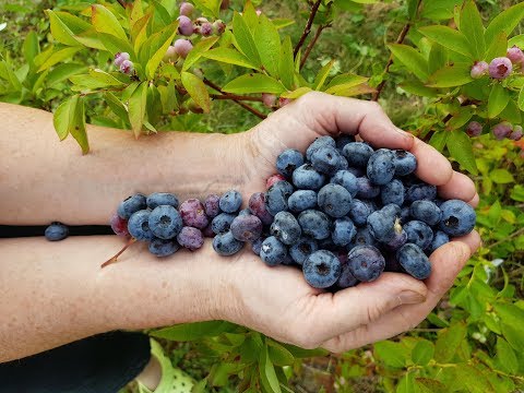 Blueberries: the best varieties for the Moscow region, early, fruitful, sweet, tasty, undersized, self-fertile