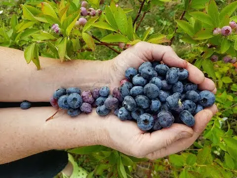 Blueberries: the best varieties for the Moscow region, early, fruitful, sweet, tasty, undersized, self-fertile