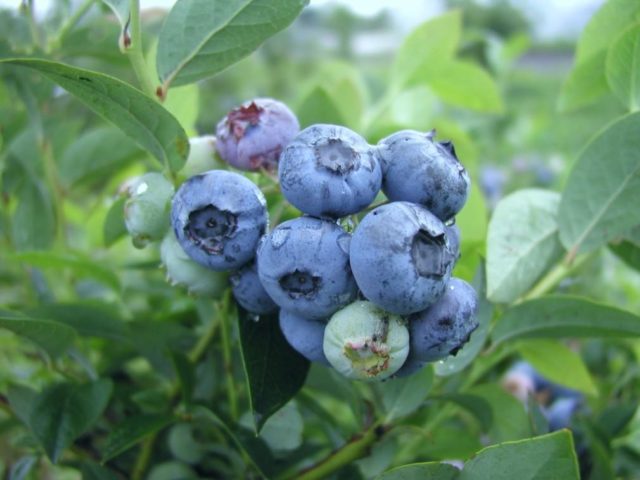 Blueberries: the best varieties for the Moscow region, early, fruitful, sweet, tasty, undersized, self-fertile