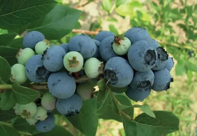 Blueberries: the best varieties for the Moscow region, early, fruitful, sweet, tasty, undersized, self-fertile