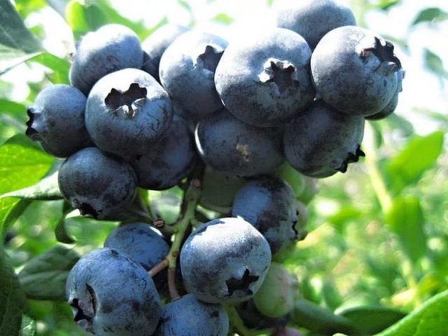 Blueberries: the best varieties for the Moscow region, early, fruitful, sweet, tasty, undersized, self-fertile