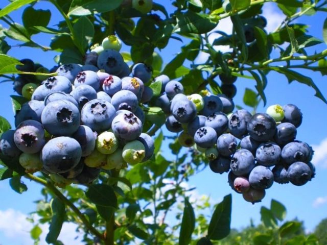 Blueberries: the best varieties for the Moscow region, early, fruitful, sweet, tasty, undersized, self-fertile