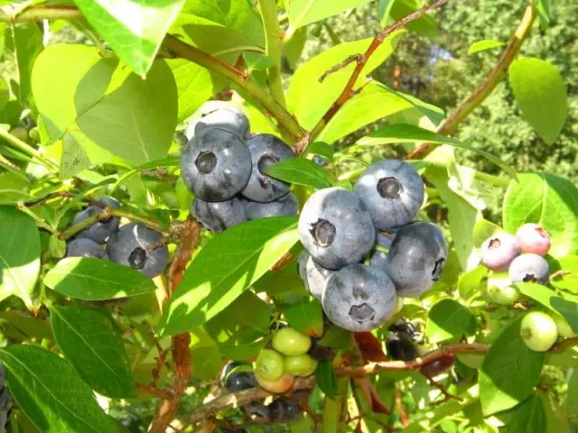 Blueberries: the best varieties for the Moscow region, early, fruitful, sweet, tasty, undersized, self-fertile