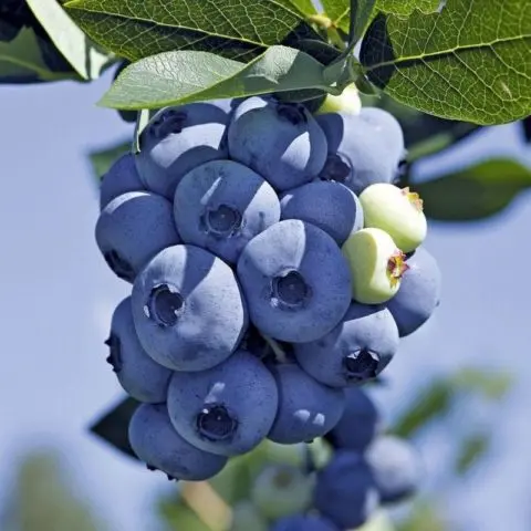 Blueberries: the best varieties for the Moscow region, early, fruitful, sweet, tasty, undersized, self-fertile