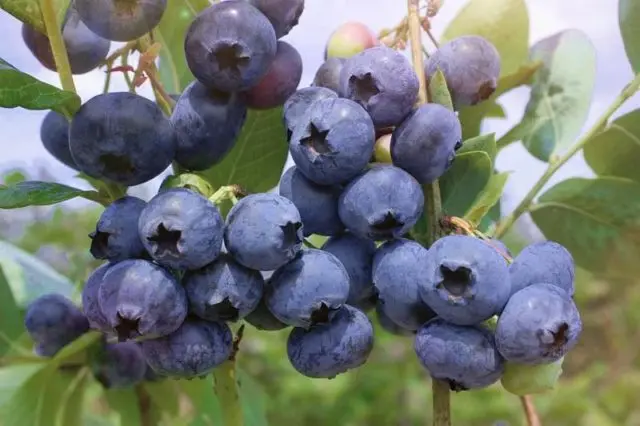 Blueberries: the best varieties for the Moscow region, early, fruitful, sweet, tasty, undersized, self-fertile