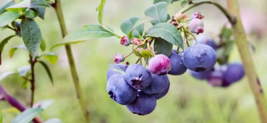 Blueberries: the best varieties for the Moscow region, early, fruitful, sweet, tasty, undersized, self-fertile