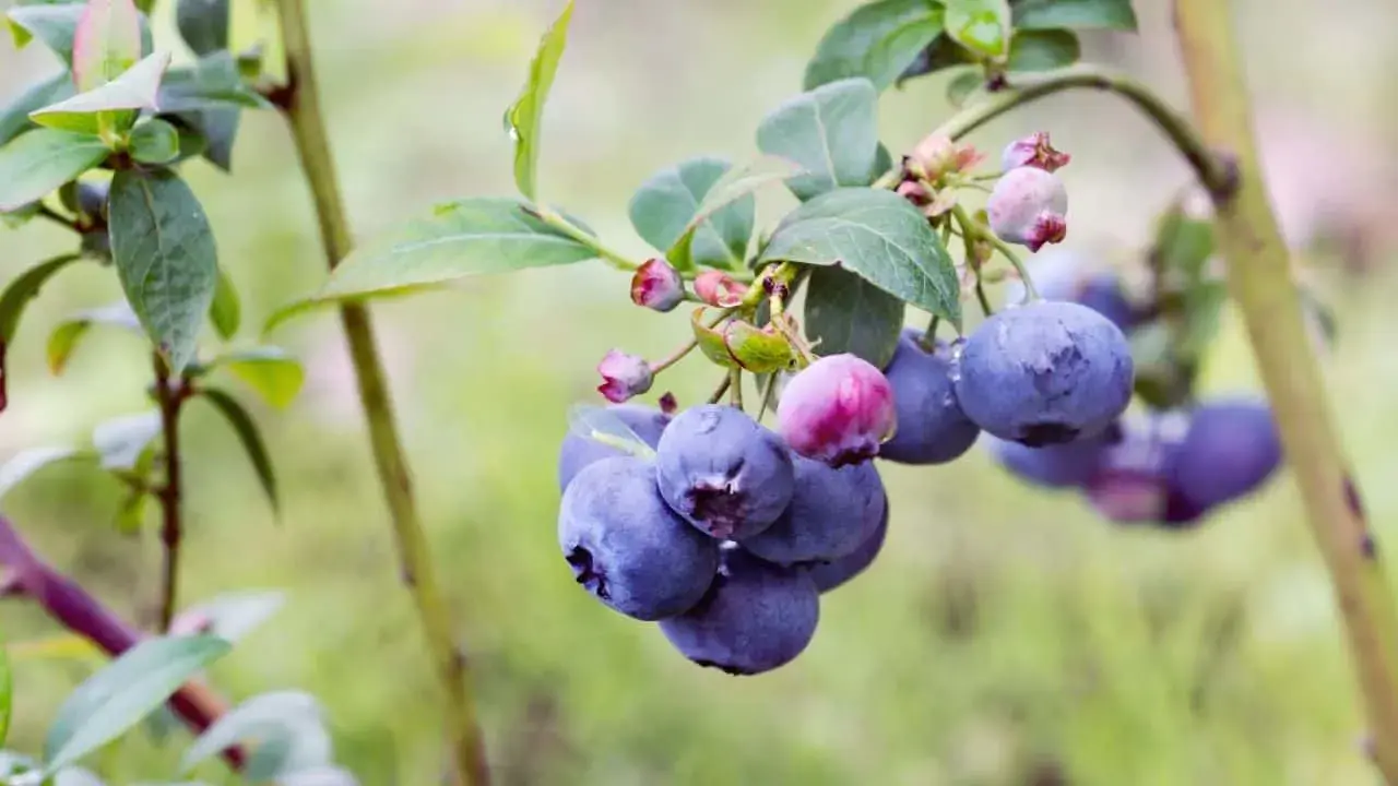 Blueberries: the best varieties for the Moscow region, early, fruitful, sweet, tasty, undersized, self-fertile