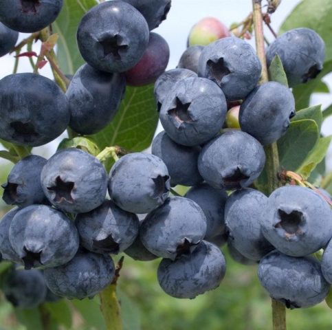 Blueberries: when and where to collect, when it ripens, when it begins to bear fruit