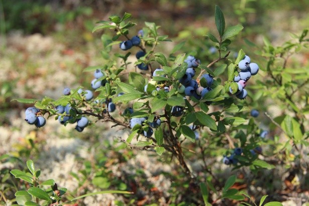 Blueberries: when and where to collect, when it ripens, when it begins to bear fruit