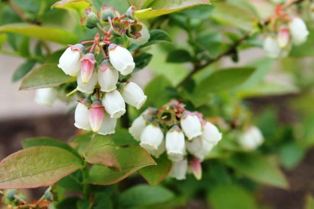 Blueberries: when and where to collect, when it ripens, when it begins to bear fruit