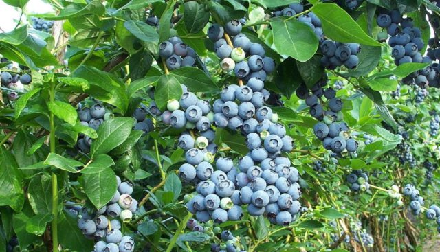 Blueberries: when and where to collect, when it ripens, when it begins to bear fruit