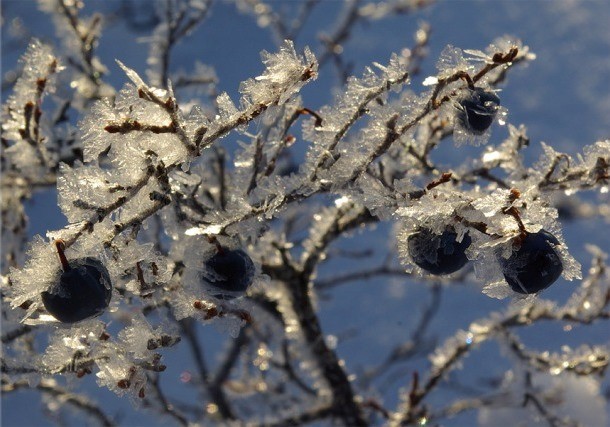 Blueberries: when and where to collect, when it ripens, when it begins to bear fruit