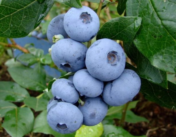 Blueberries: when and where to collect, when it ripens, when it begins to bear fruit