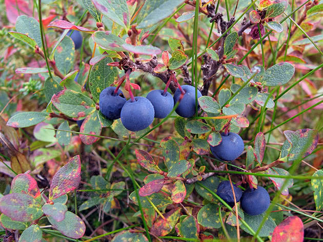 Blueberries: when and where to collect, when it ripens, when it begins to bear fruit