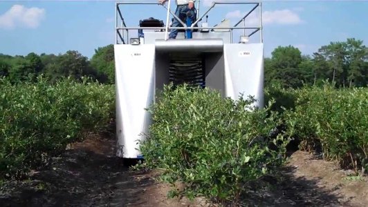 Blueberries: when and where to collect, when it ripens, when it begins to bear fruit