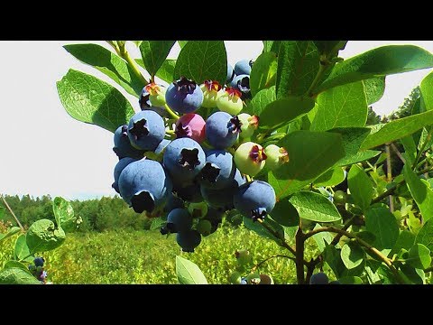 Blueberries: when and where to collect, when it ripens, when it begins to bear fruit