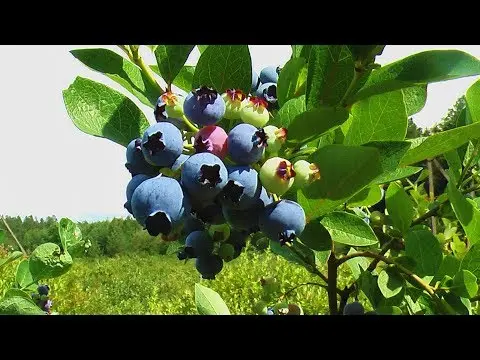 Blueberries: when and where to collect, when it ripens, when it begins to bear fruit