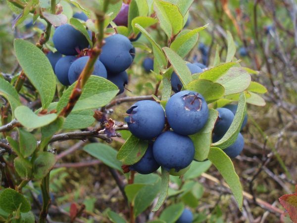 Blueberries: when and where to collect, when it ripens, when it begins to bear fruit