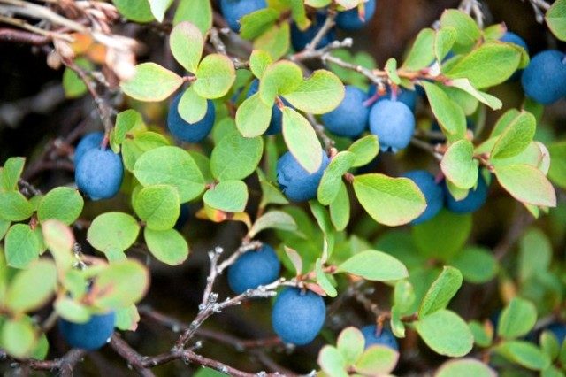 Blueberries: when and where to collect, when it ripens, when it begins to bear fruit