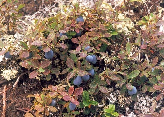 Blueberries: when and where to collect, when it ripens, when it begins to bear fruit