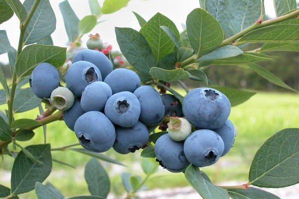 Blueberries: when and where to collect, when it ripens, when it begins to bear fruit