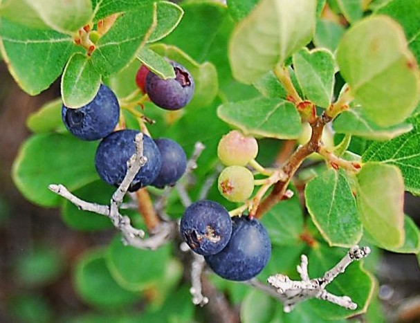 Blueberries: when and where to collect, when it ripens, when it begins to bear fruit