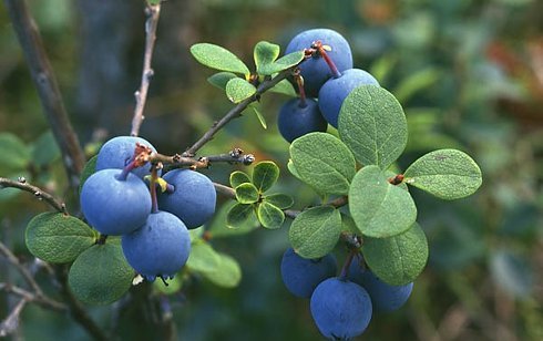 Blueberries: when and where to collect, when it ripens, when it begins to bear fruit