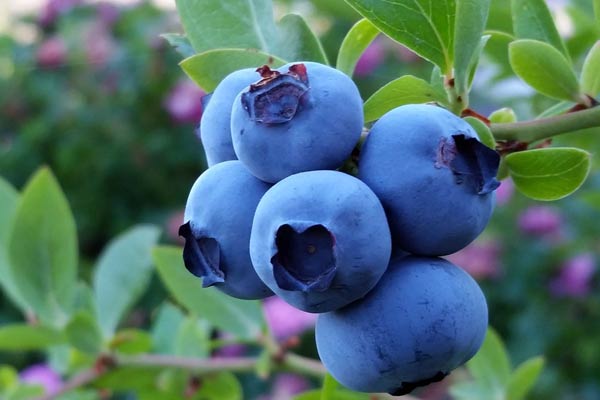 Blueberries: when and where to collect, when it ripens, when it begins to bear fruit