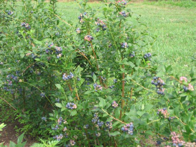 Blueberry Blueberry: variety description, photos, reviews